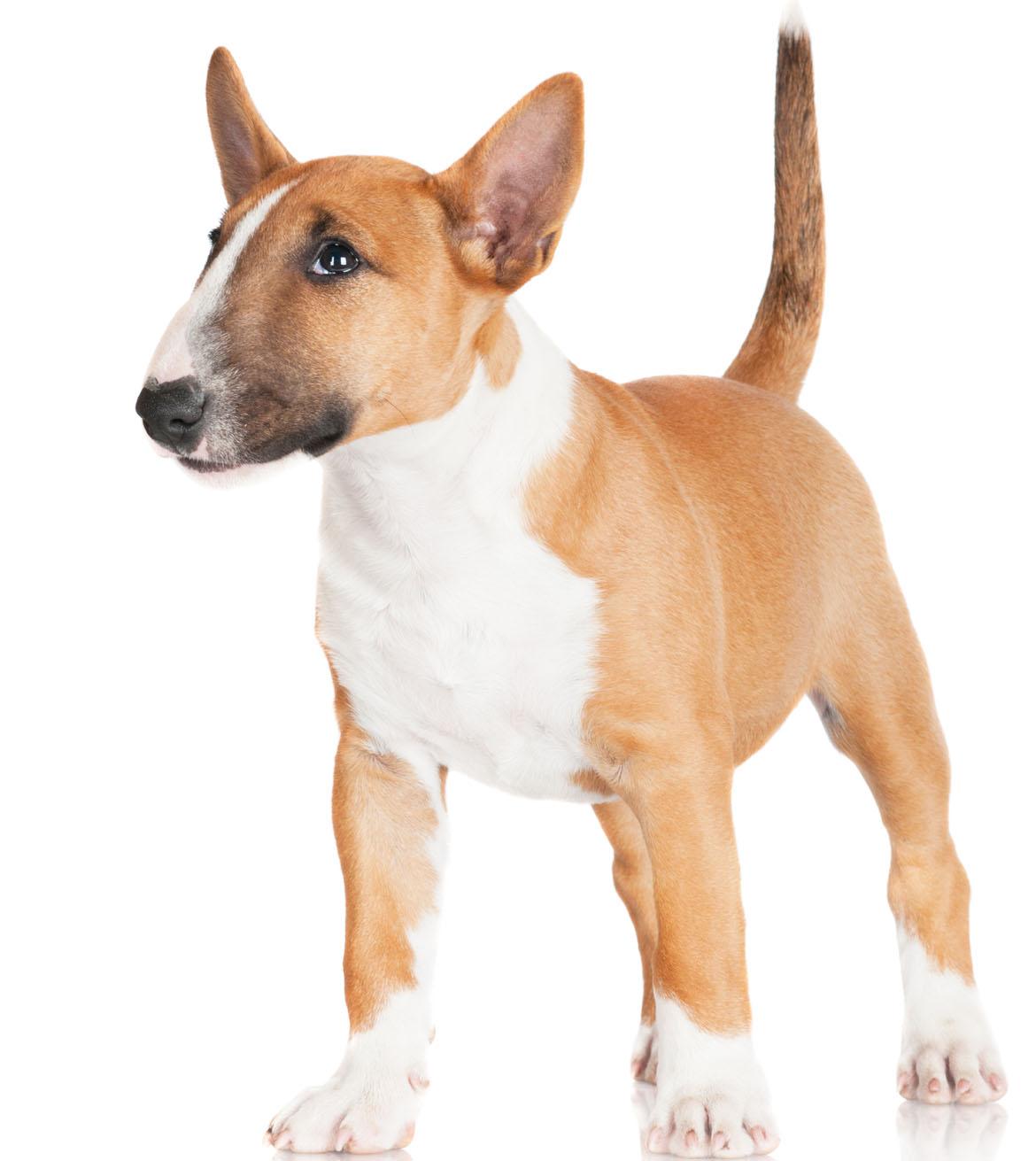 Miniature Bull Terrier Breed