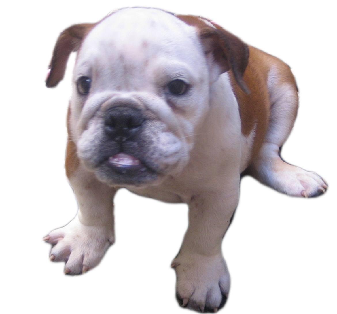 Miniature Bulldog Breed