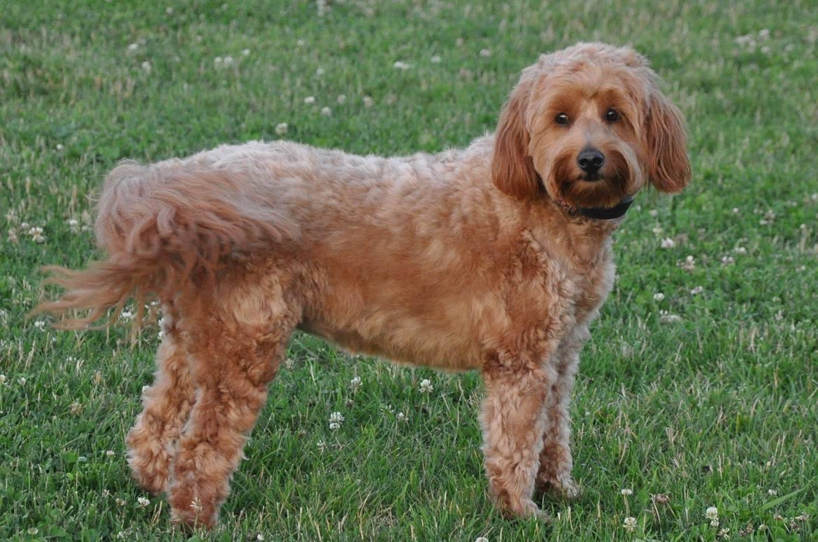 Miniature Goldendoodle Breed