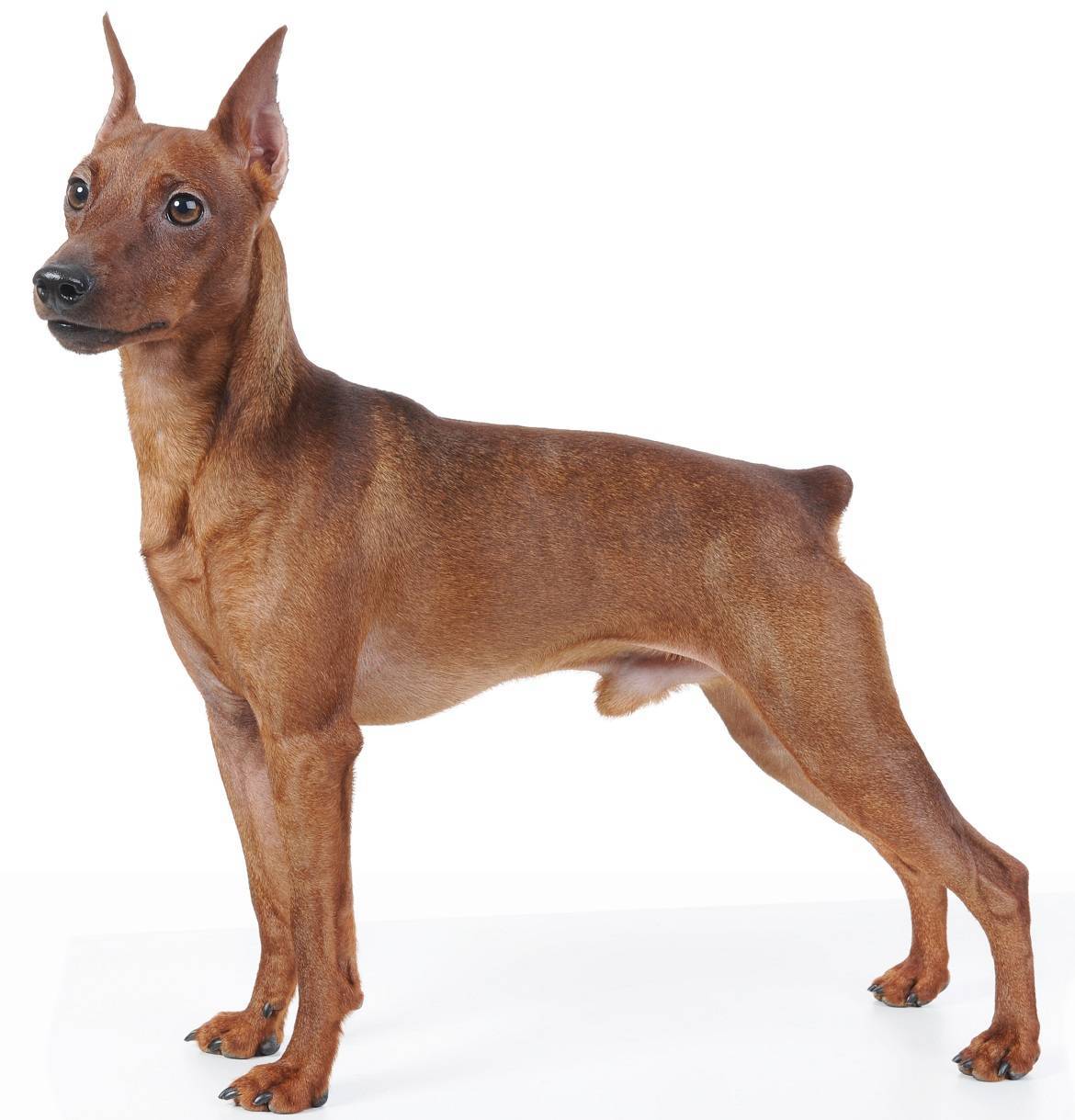 Miniature Pinscher - Dog Breed Guide