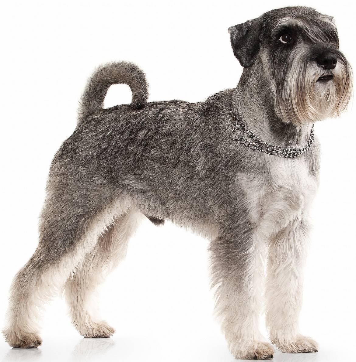 Miniature Schnauzer Breed