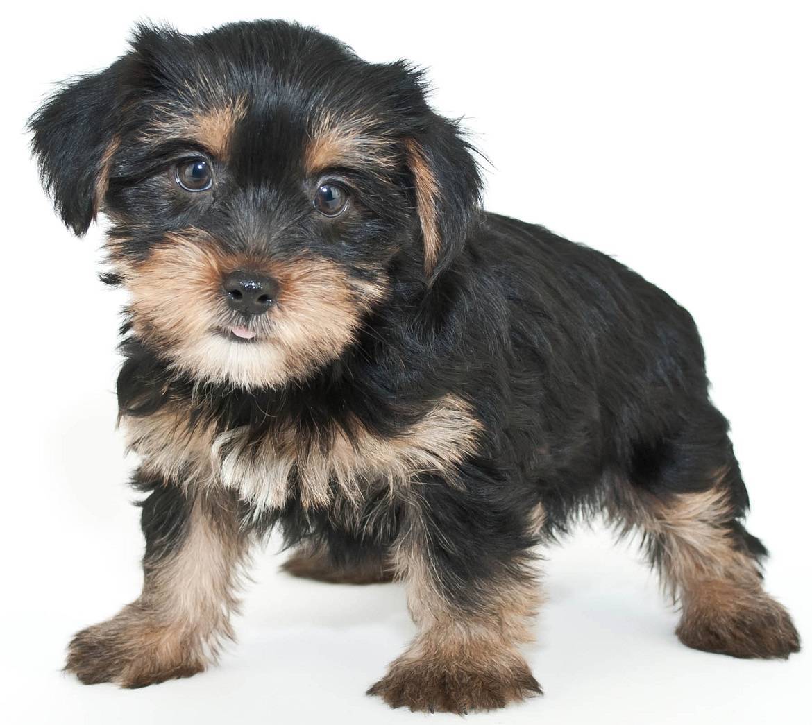 Morkie Breed