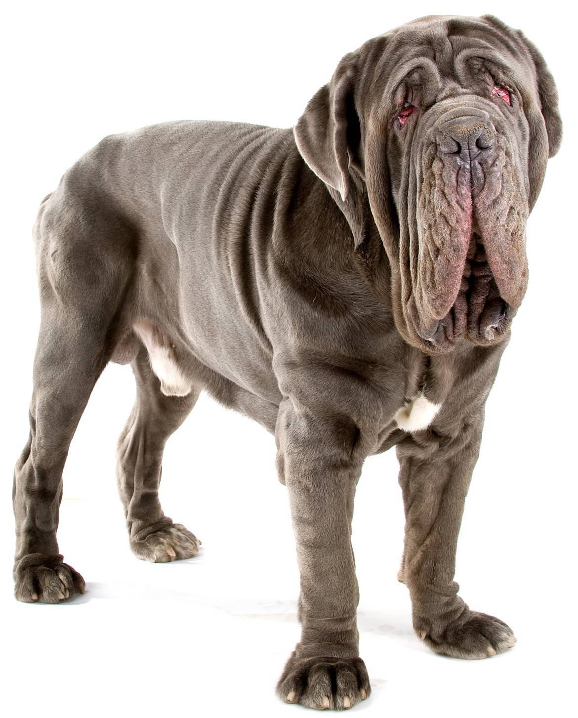 Neapolitan Mastiff Breed