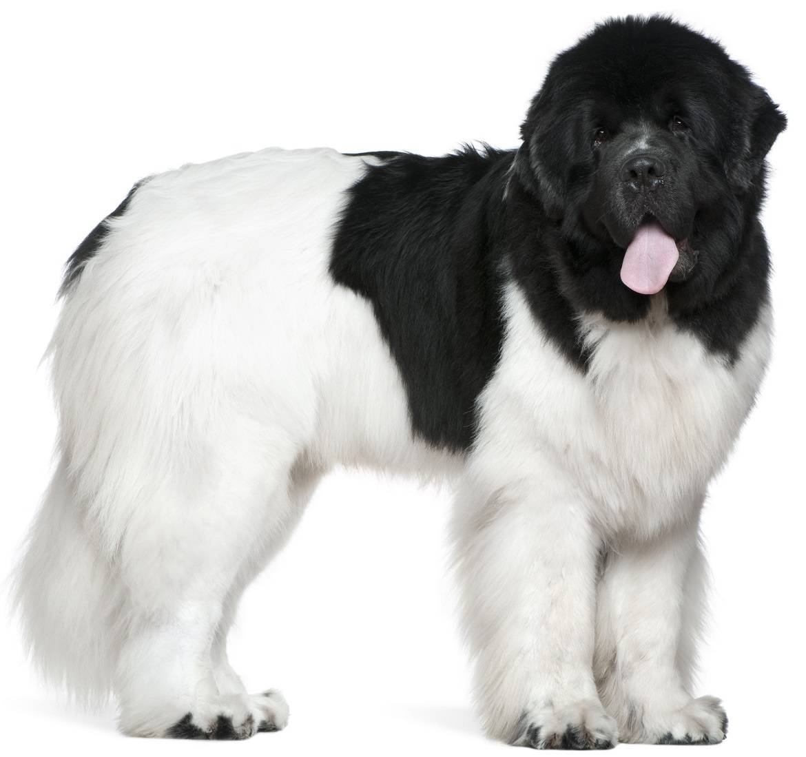 Newfoundland Breed