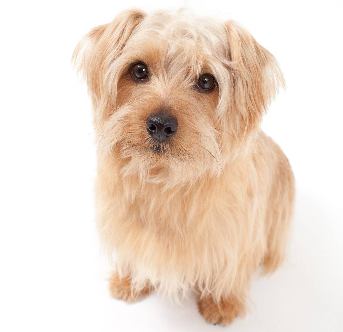 Norfolk Terrier Breed