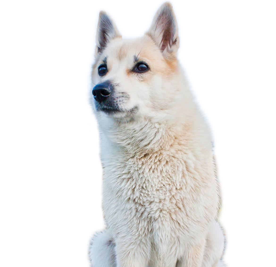 Norwegian Buhund Breed