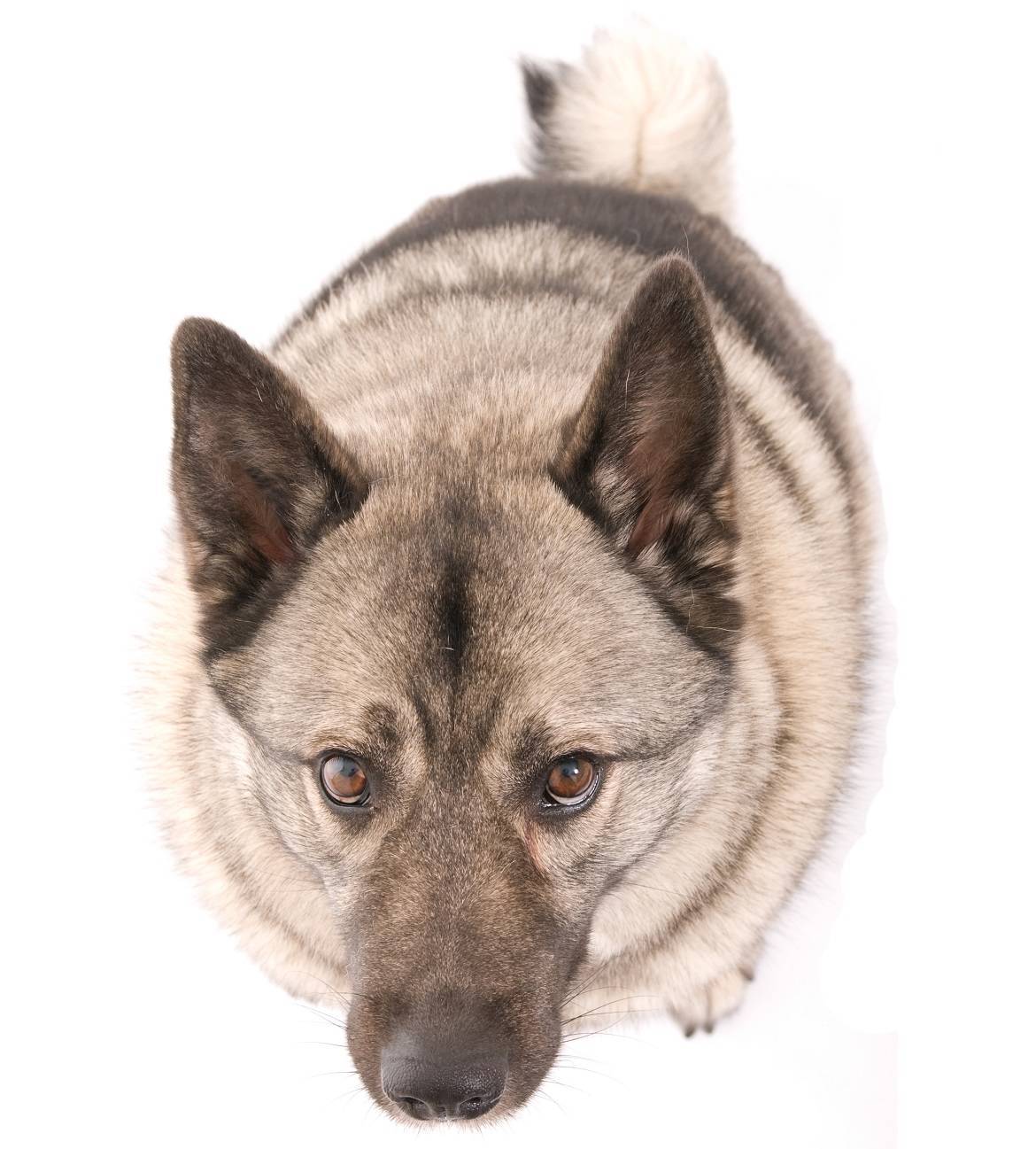 Norwegian Elkhound Breed