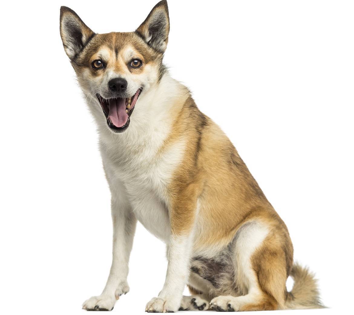 Norwegian Lundehund Breed