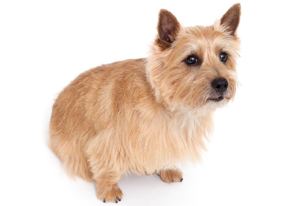 Norwich Terrier Breed