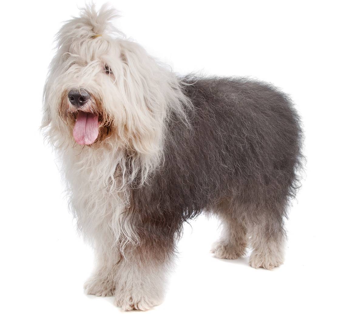 Old English Sheepdog Breed