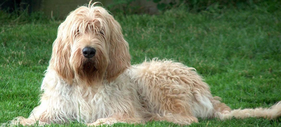 Otterhound Breed