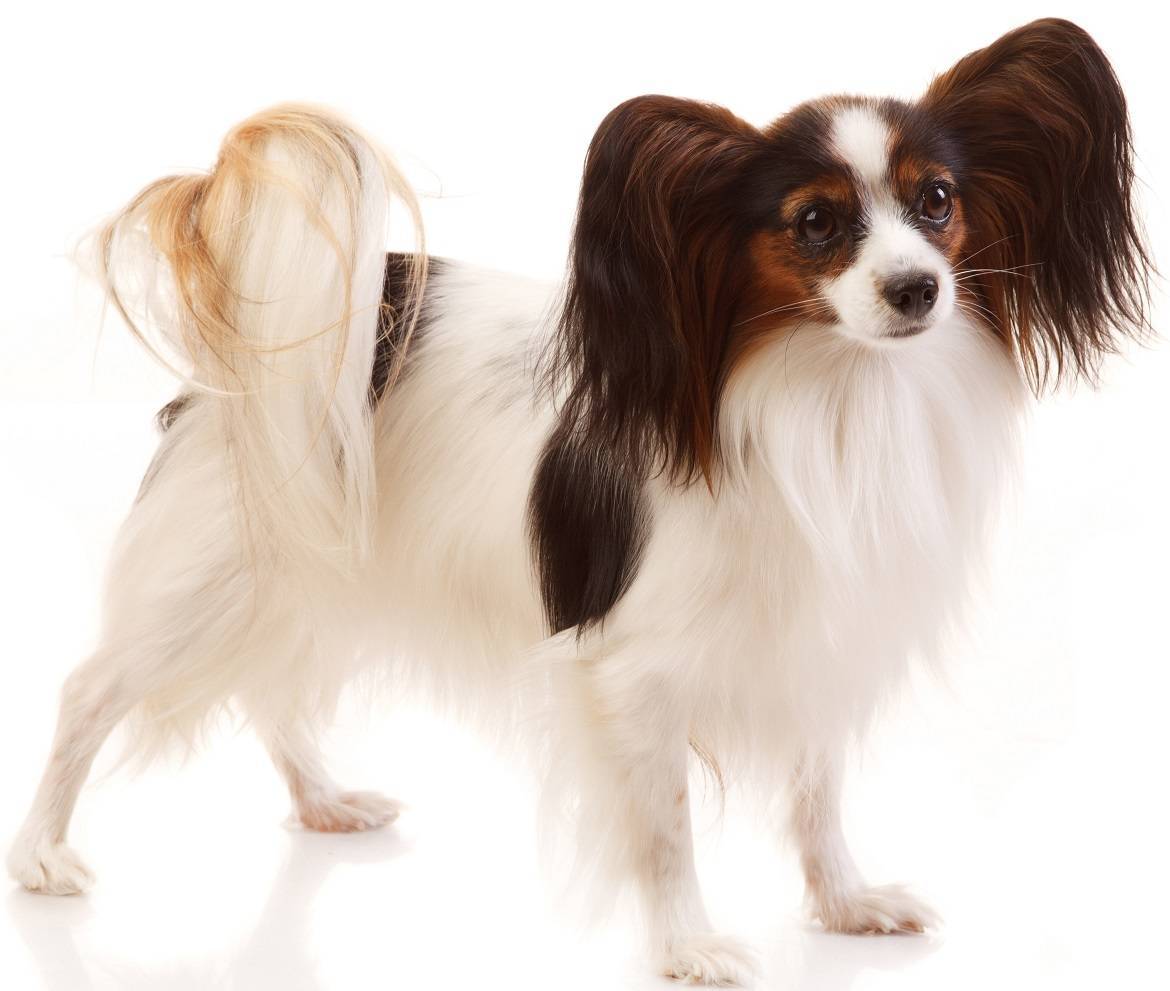 Papillon Breed