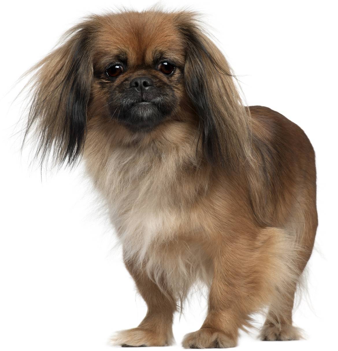 Pekingese Breed