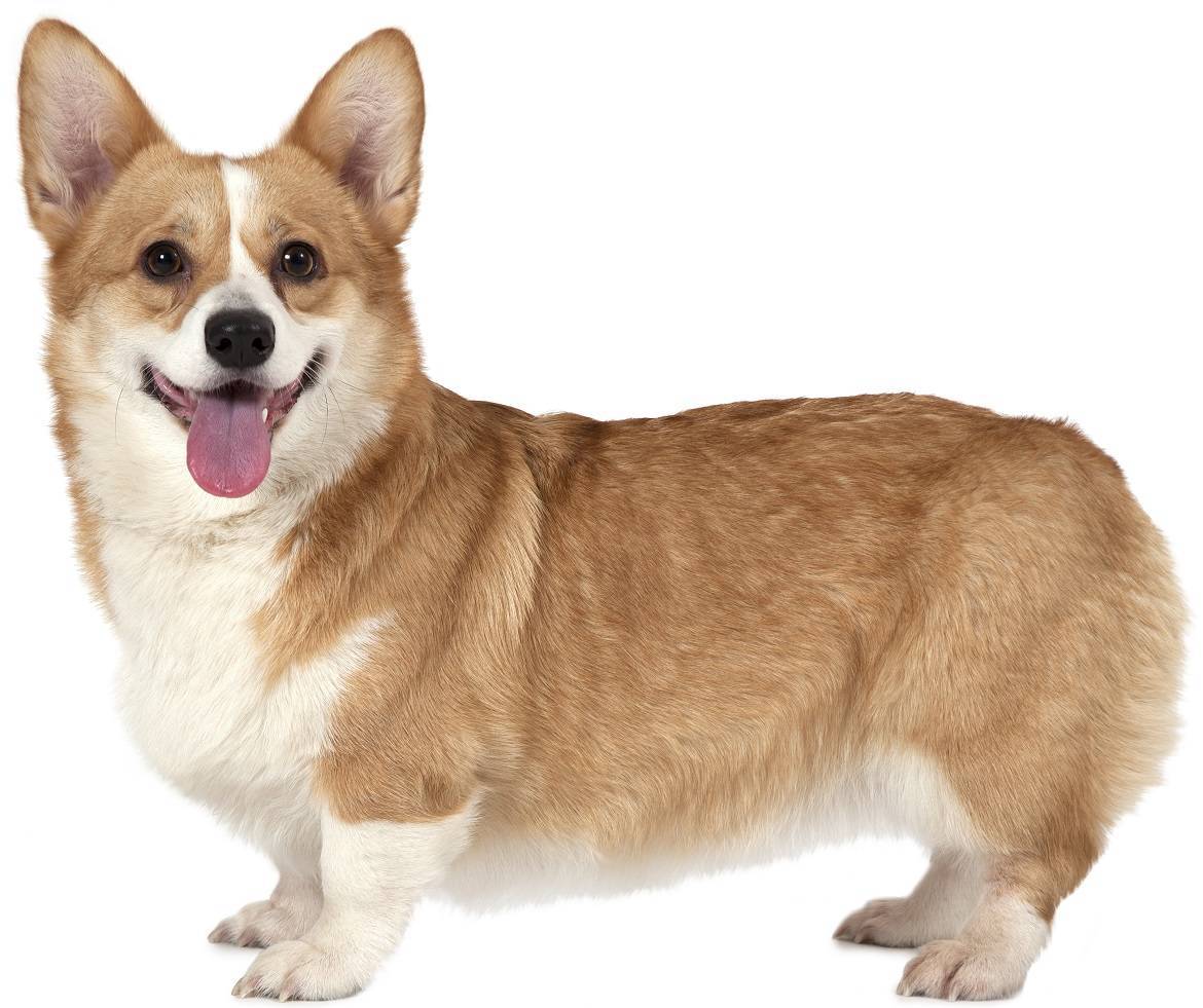 Pembroke Welsh Corgi Breed