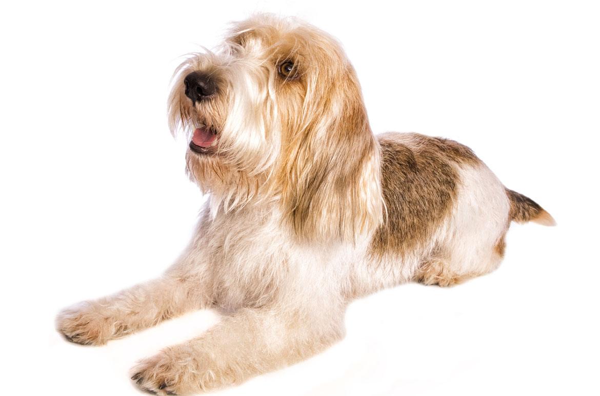 Petit Basset Griffon Vendeen Breed