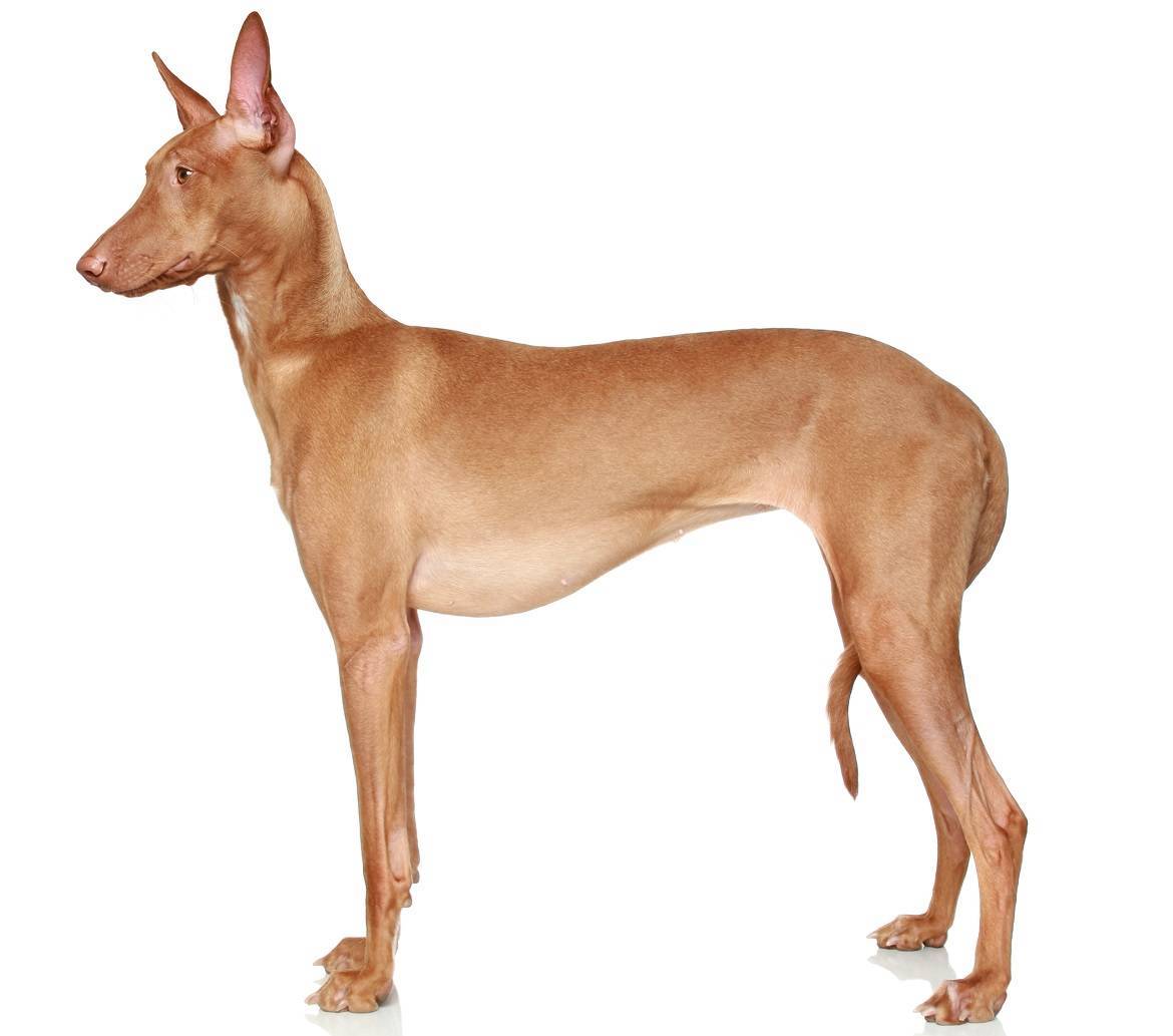 Pharaoh Hound Breed