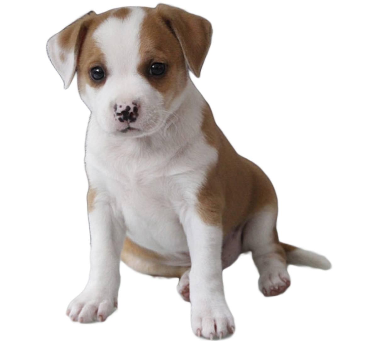 Pit Bull Chihuahua Mix Breed