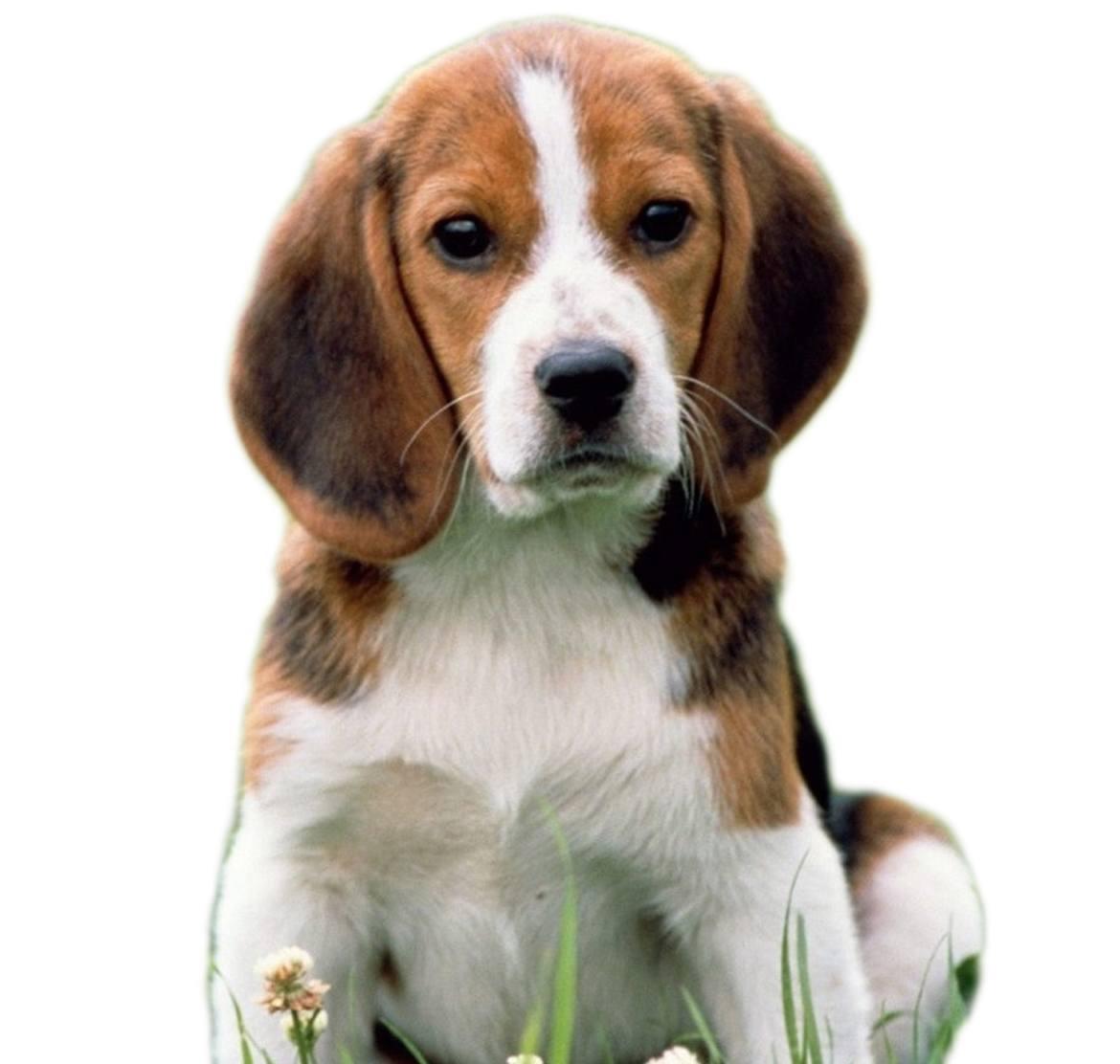 Pocket Beagle Breed