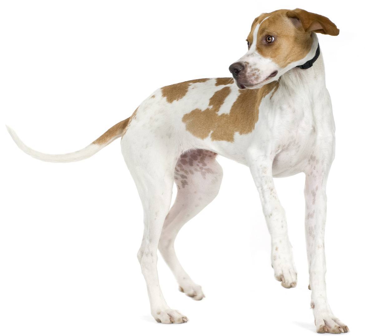 Pointer Breed