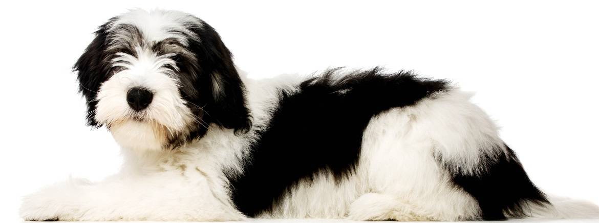 Polish Lowland Sheepdog Breed