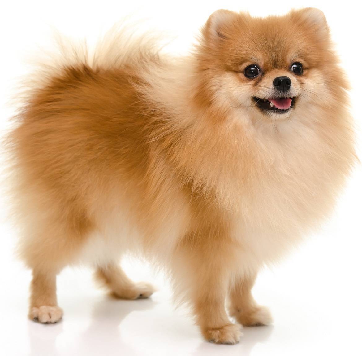 Pomeranian Dog Breed Guide