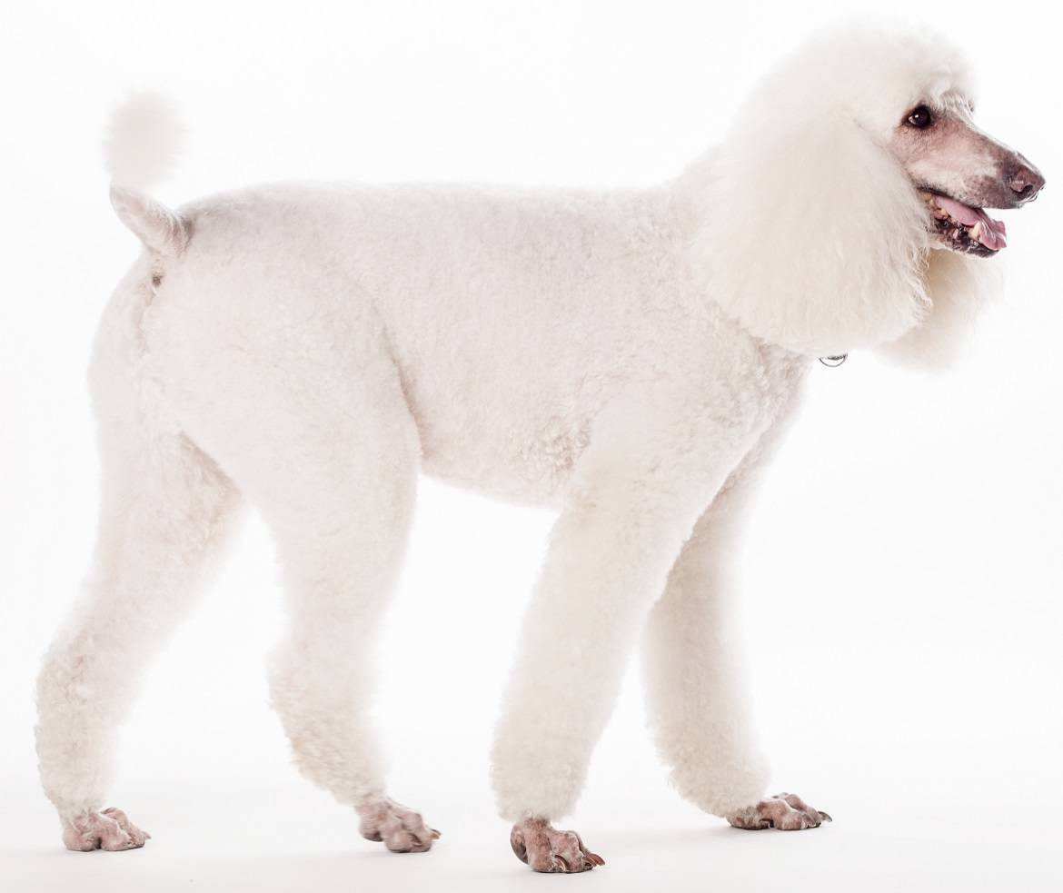 Poodle Breed