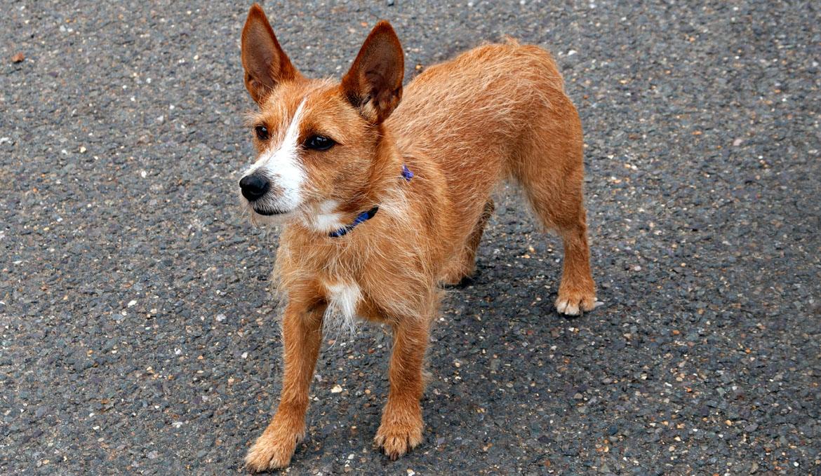 portuguese podengo puppies