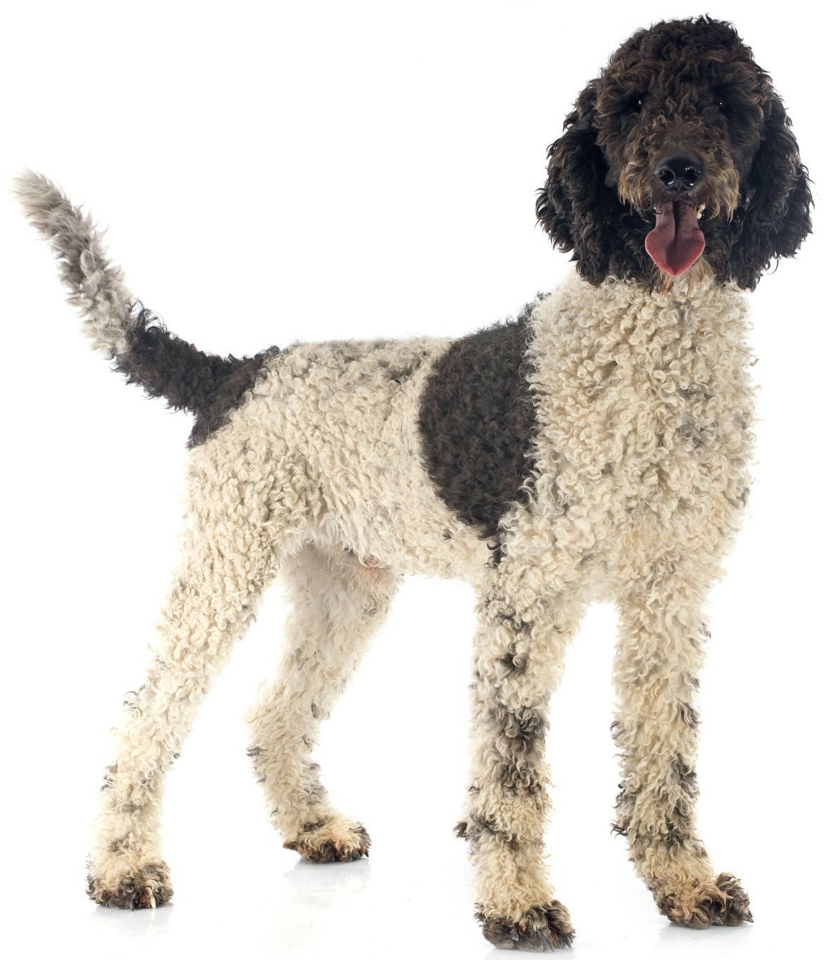 Portuguese Water Dog Breed