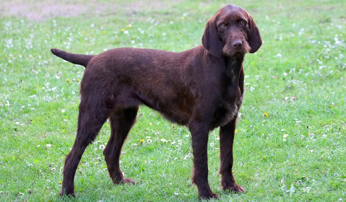 Pudelpointer Breed