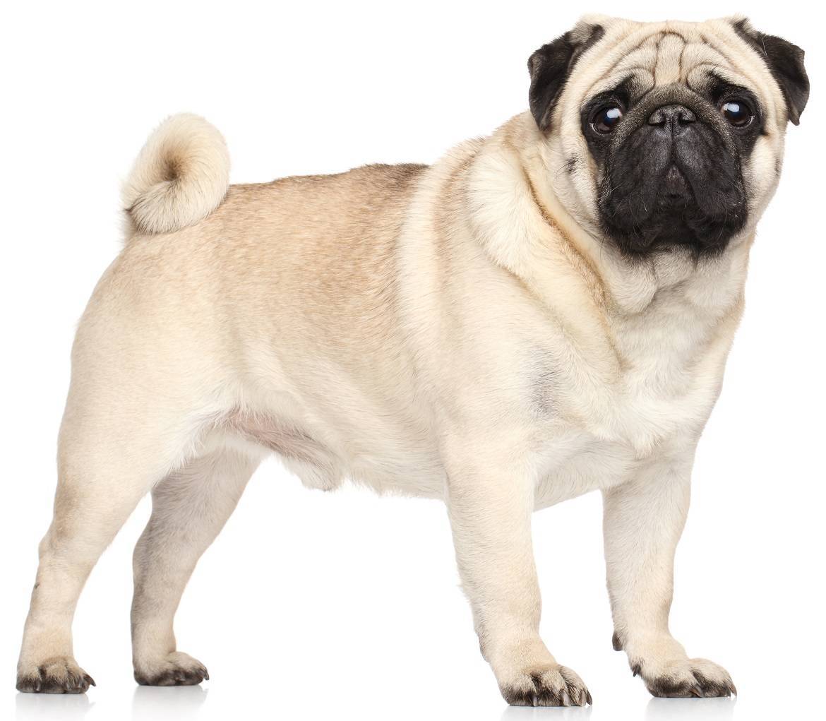 Pug Breed