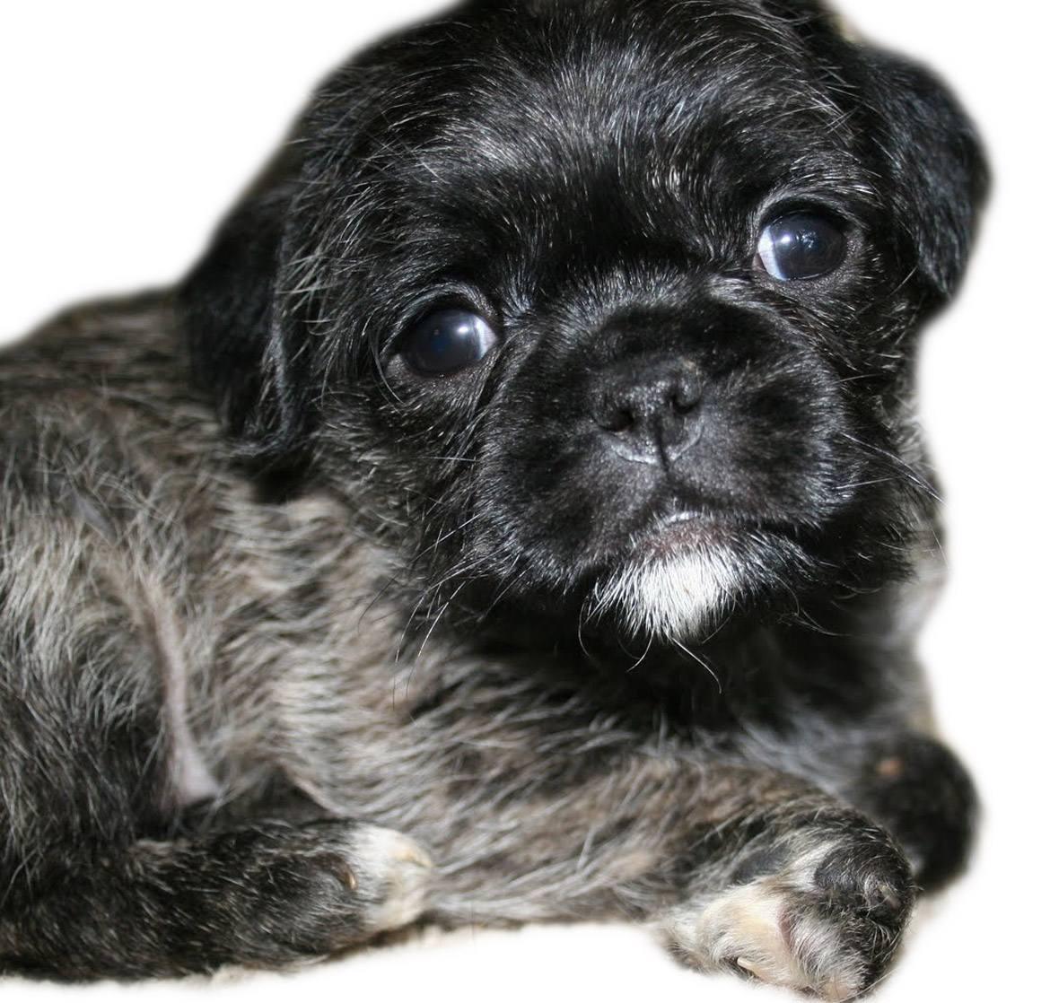 Pugapoo Breed