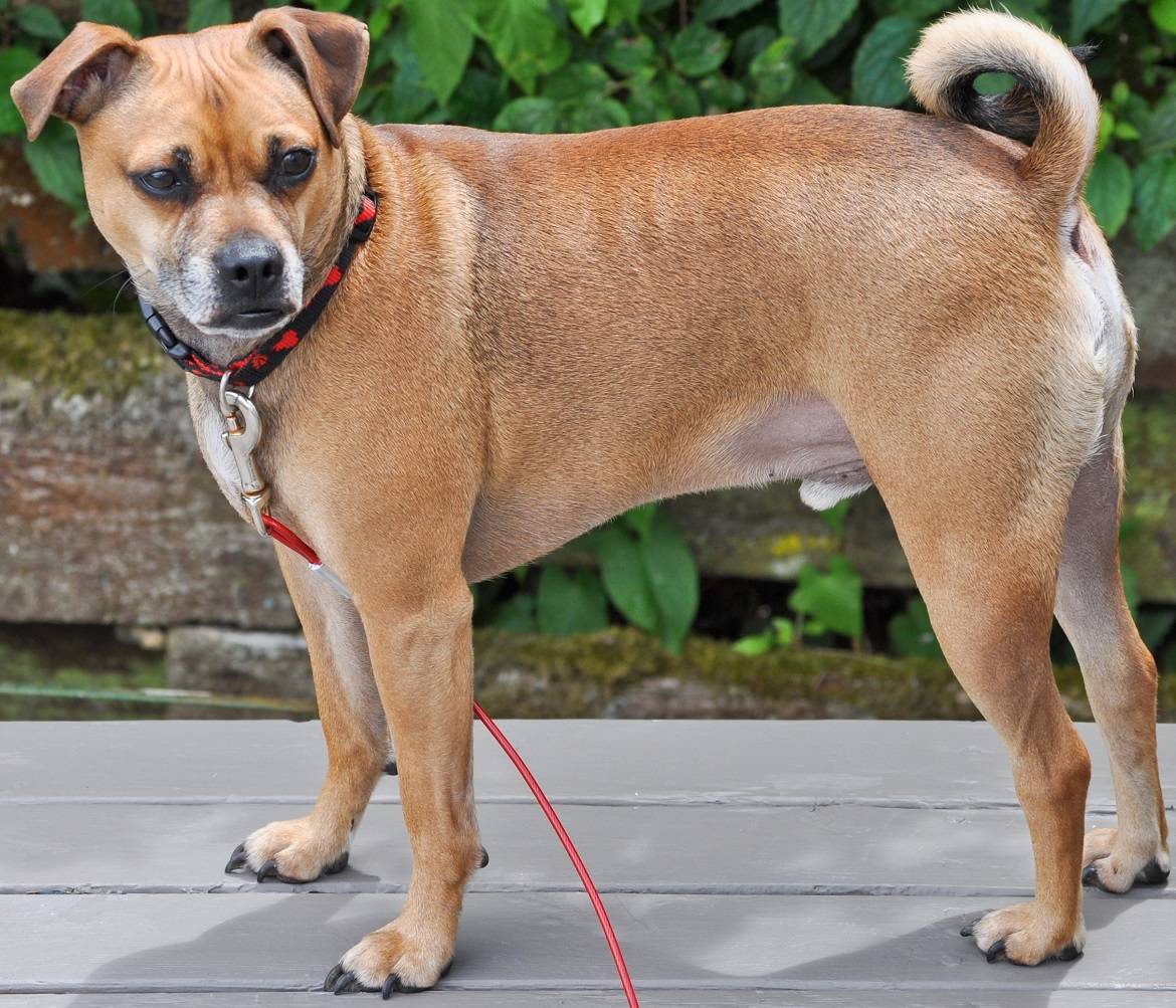 Puggle Breed