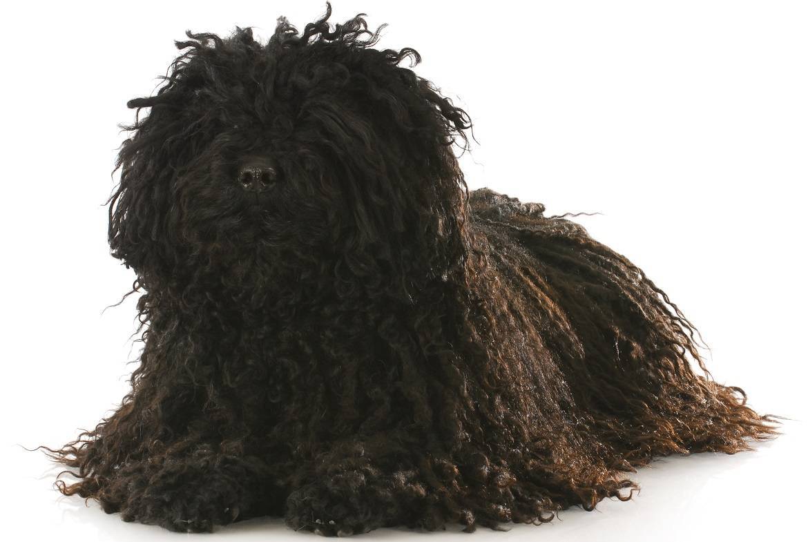 Puli Breed