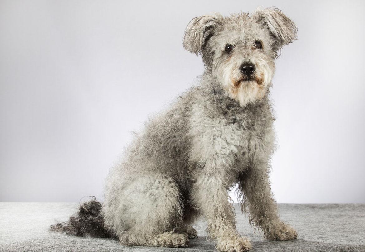 Pumi Breed