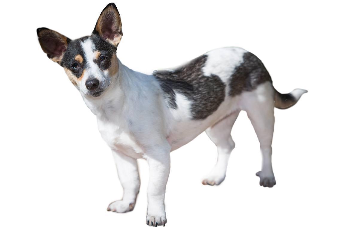 Rat Terrier Breed