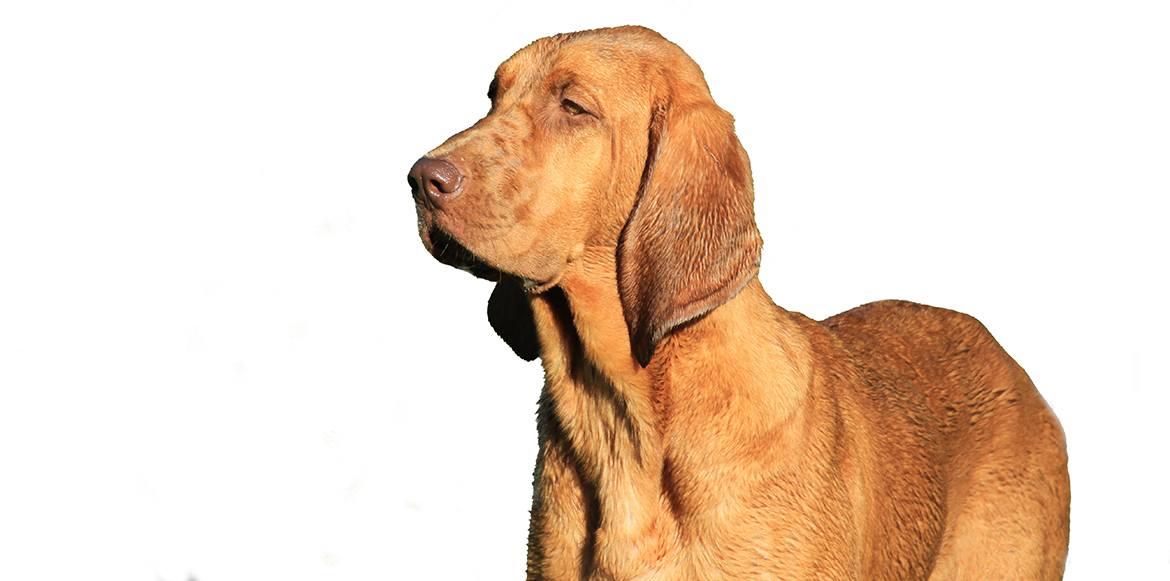 Redbone Coonhound Breed