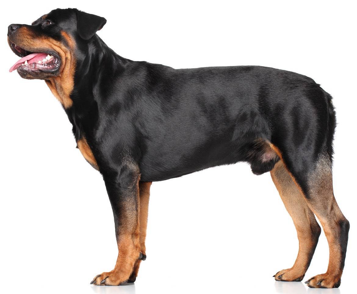 Rottweiler Breed