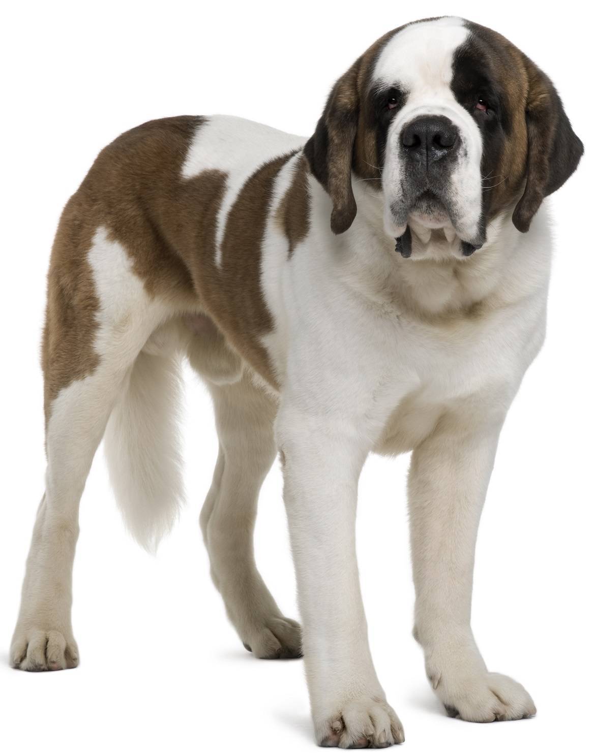 Saint Bernard Breed