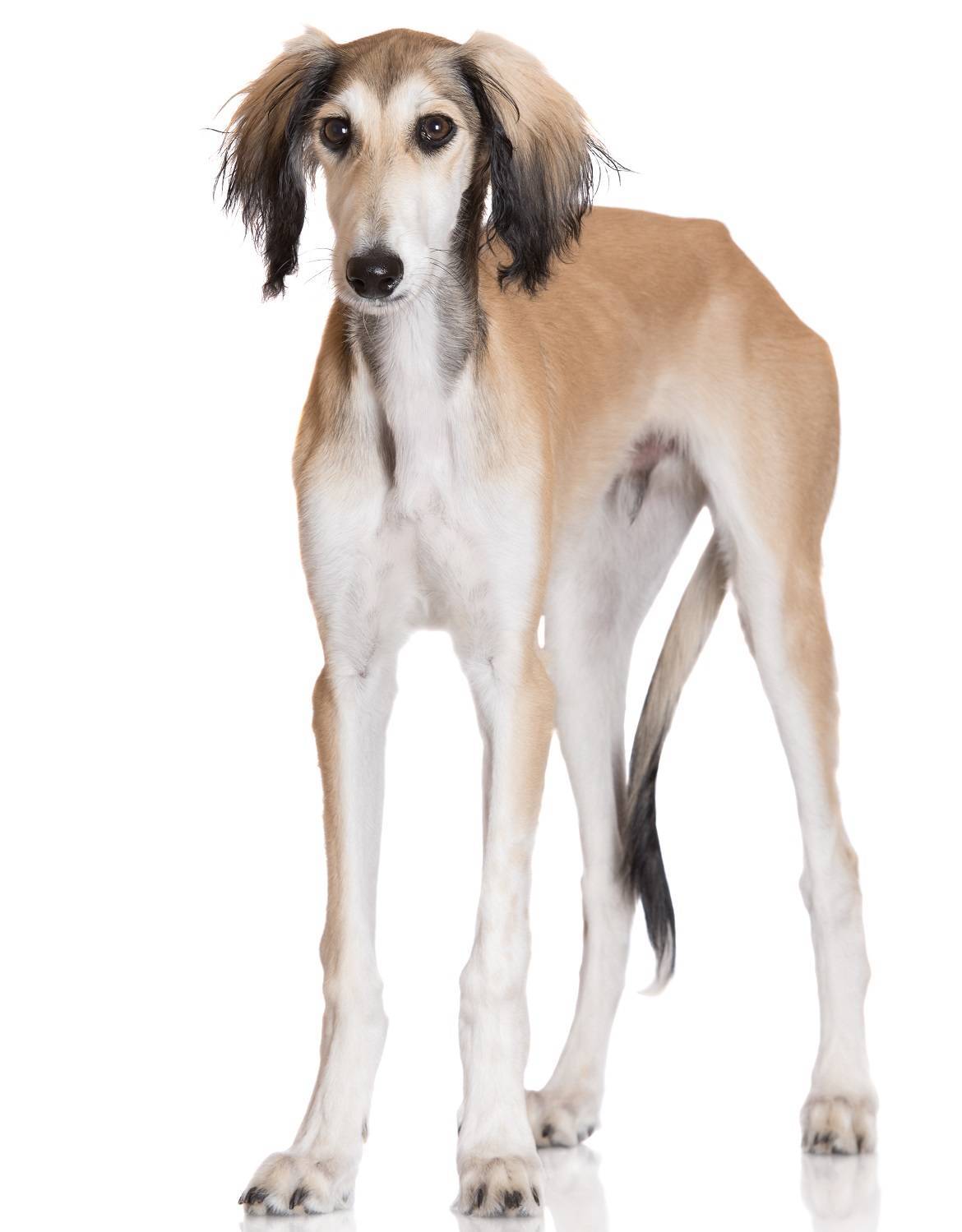 Saluki Breed