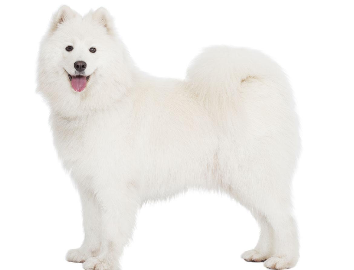 Samoyedb Breed