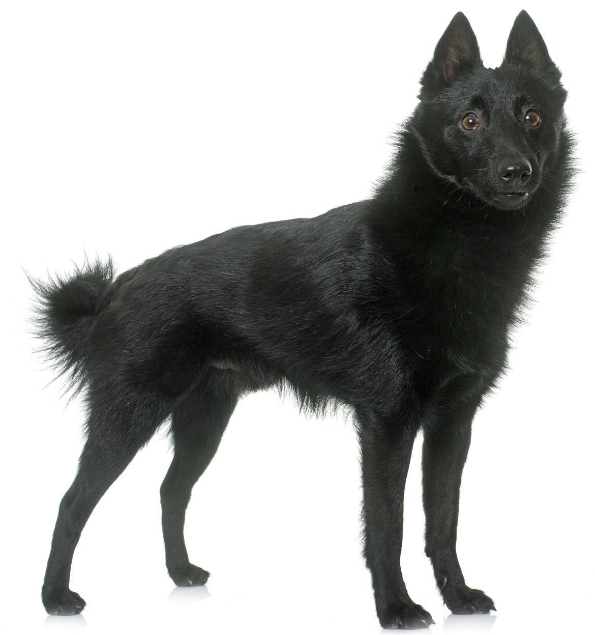 Schipperke Breed