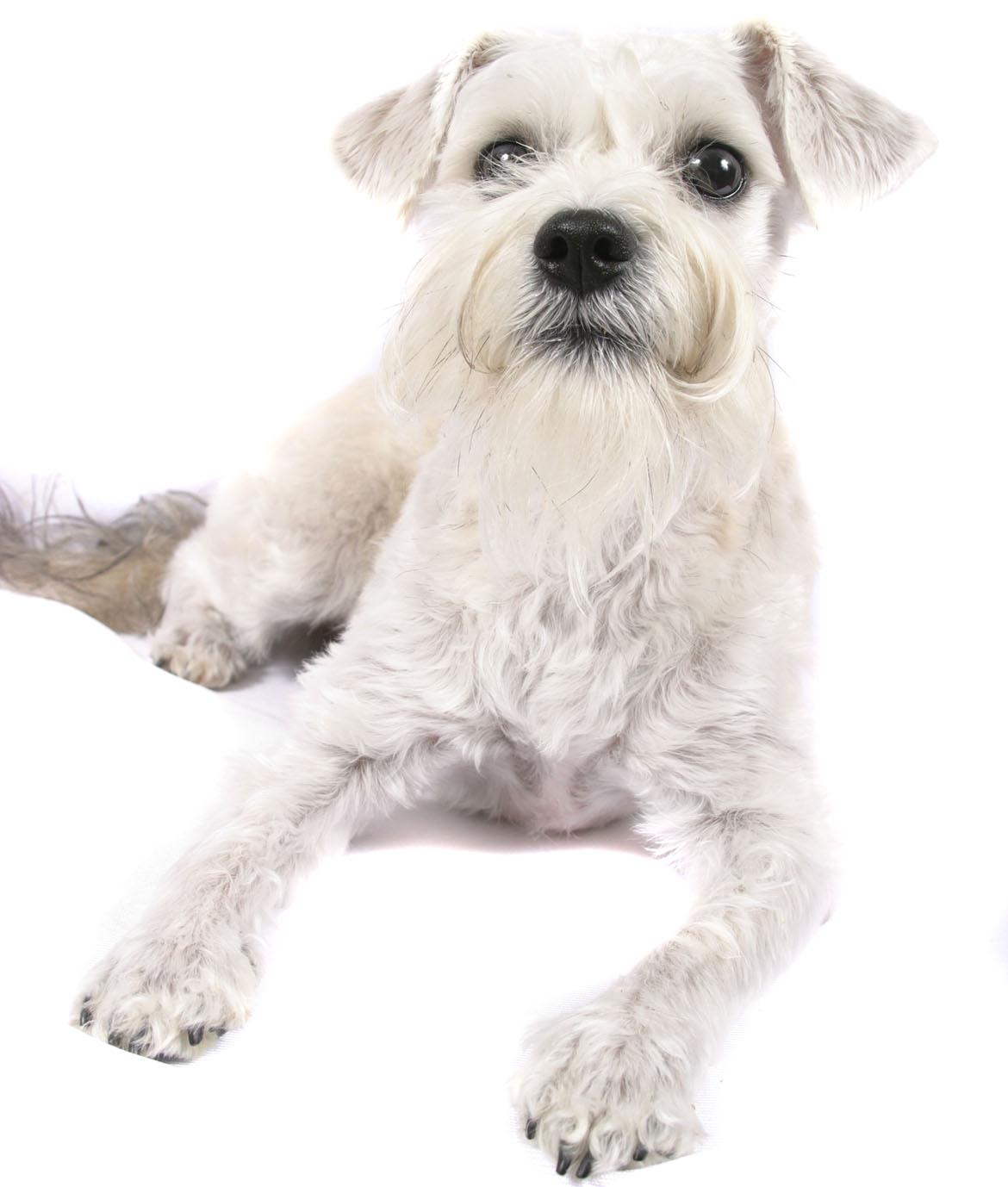 Schnoodle Breed