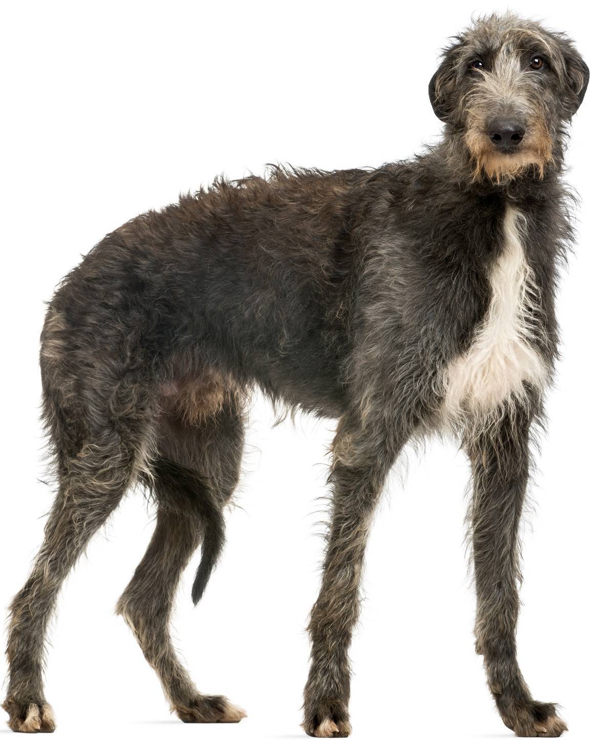 Scottish Deerhound - Dog Breed Guide