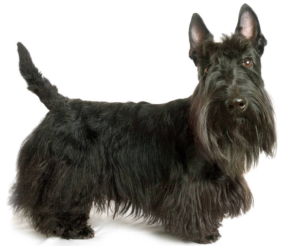 Scottish Terrier Breed