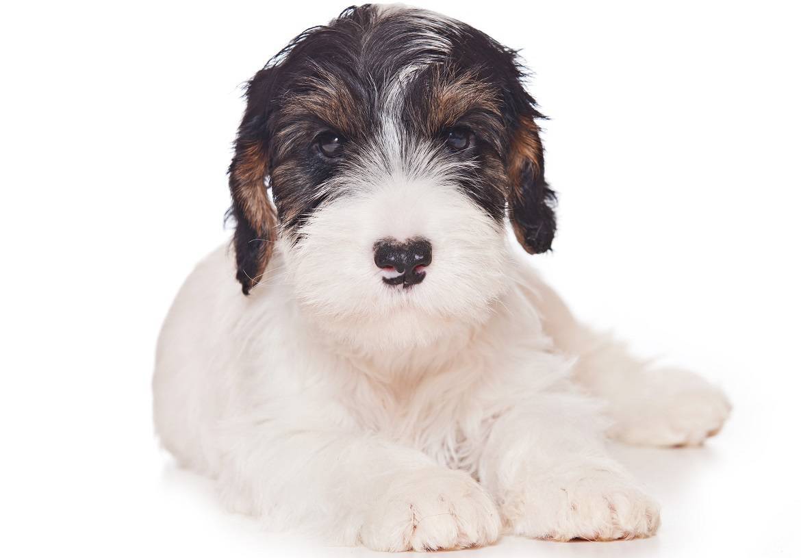 Sealyham Terrier Breed