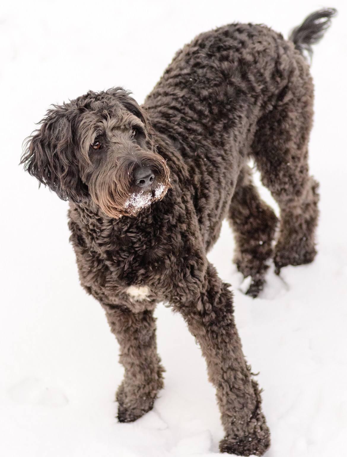 Shepadoodle Breed