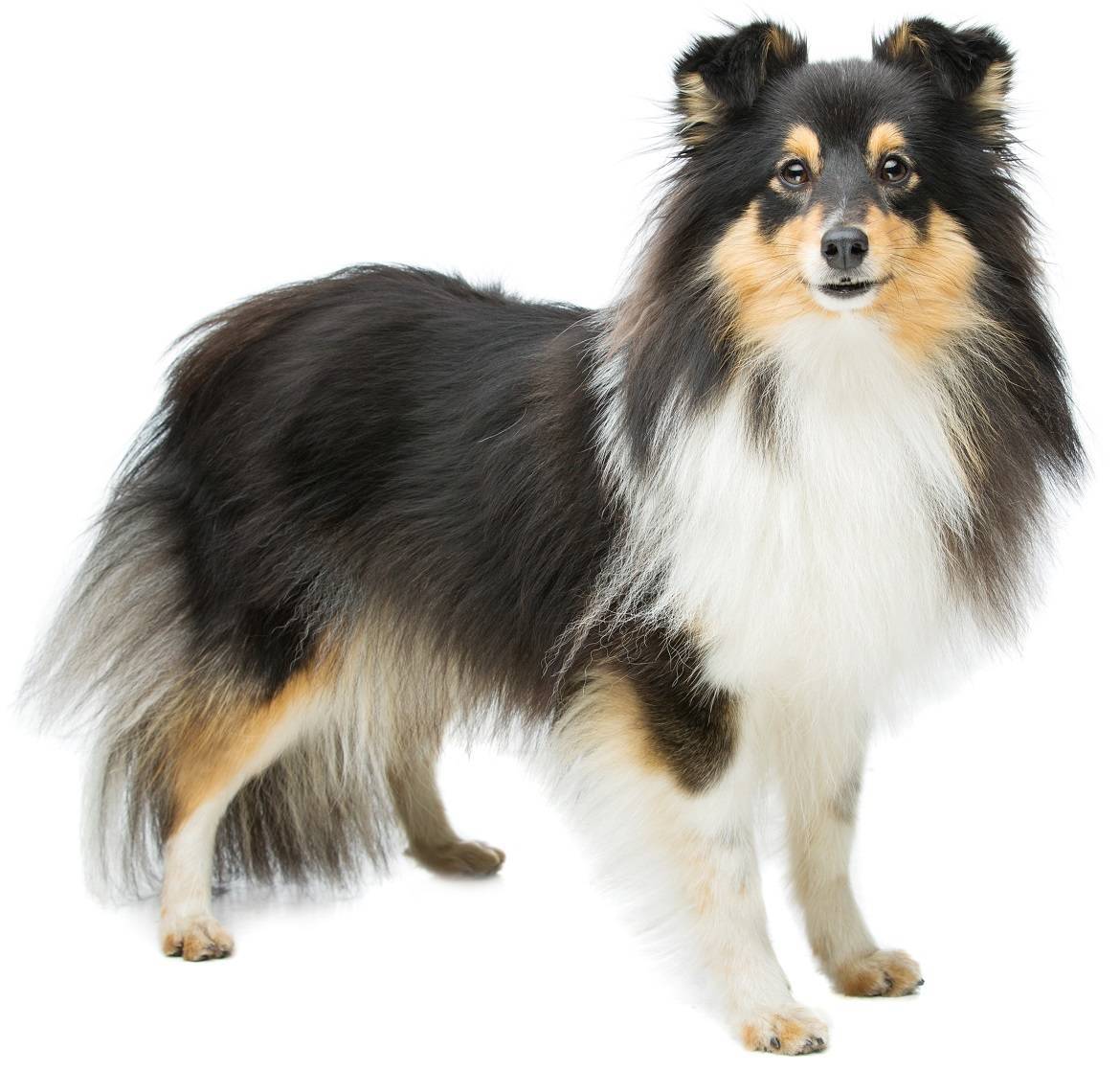 Shetland Sheepdog Breed