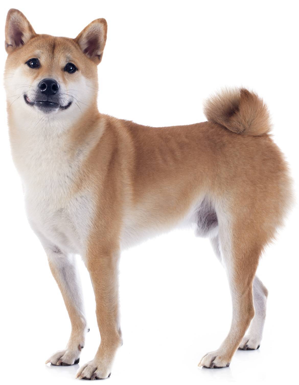 Shiba Inu Breed