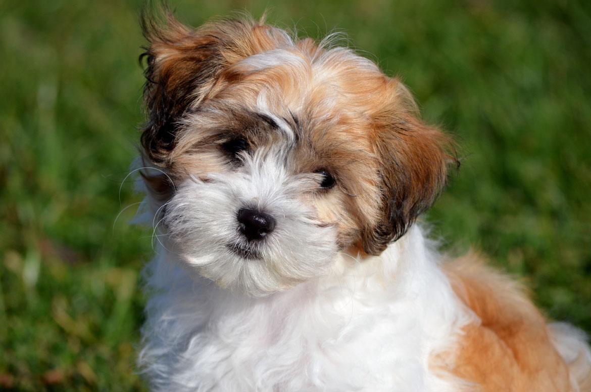 Shichon Breed