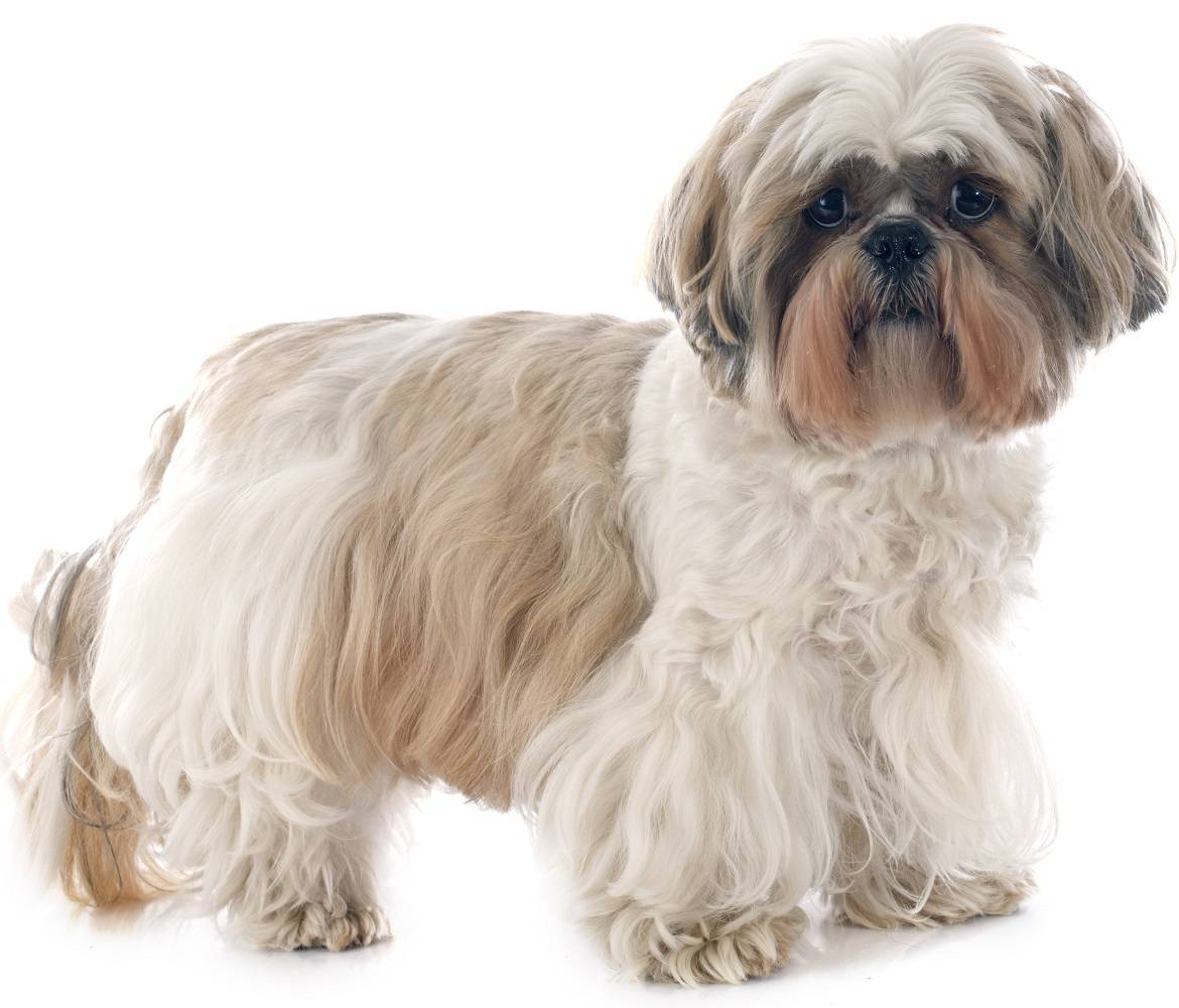 Shih Tzu - Dog Breed Guide